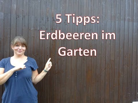 Video: Tipps Für Eine Gute Erdbeerernte