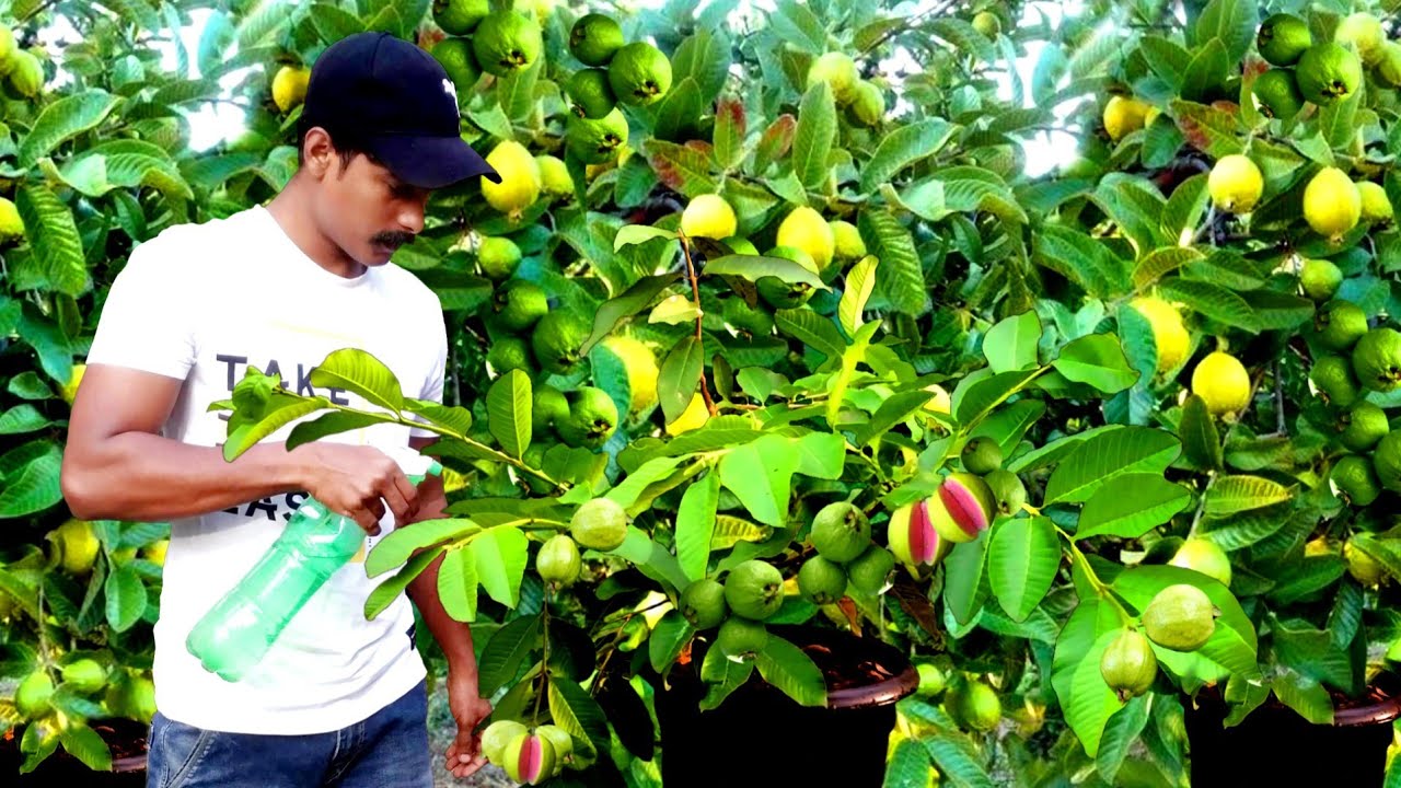 GROW GUAVA IN POT HOW TO GROW FRUIT PLANTS IN PLASTIC POTപേര ചട്ടിയി