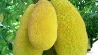 LAGU BIMA MBOJO LELE LEU NA NANGGA