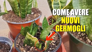 Sansevieria Solo Così Potrai Far Germogliare Nuovi Esemplari.