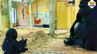 kelakar bangka Toni Nek Jadi Pelaut