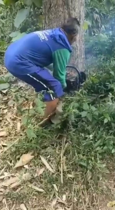 gotong kayu jati terpanjang.didunia