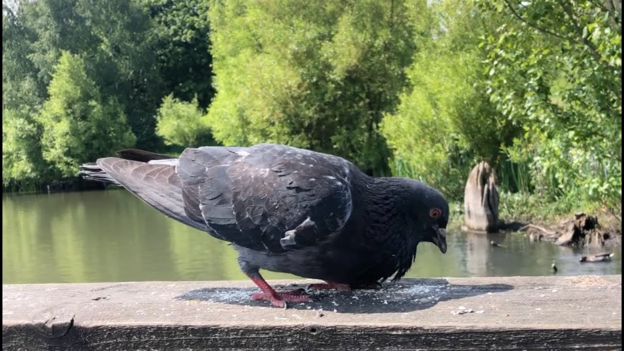 Fistymuffs - Survivors Write History (Official Video)