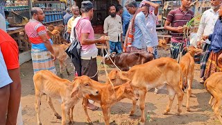 @আজ ৪ জুন 2024' মাত্র সবচেয়ে ছোট্ট ছোট্ট বকনা বাছুর গরুর দাম জানুন আফতাবগঞ্জ হাট থেকে দিনাজপুর