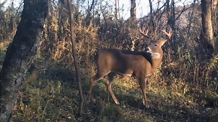 Holding Big Whitetail Bucks On 40 Acres Or Less