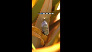 Podcific: Monarch Butterflies @aquariumpacific