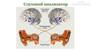 Строение и гигиена органа слуха