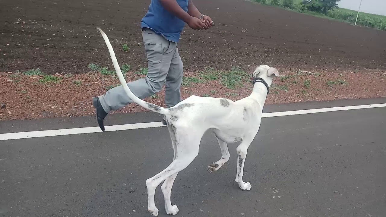 mudhol hound