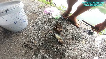 Câu Cá Rô Hồ Dịch Vụ Cá Rô Đầu Vuông To Như Chiếc Dép - Kéo Cá Mỏi Tay  Gãy Cả Cần