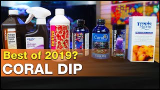 You really should dip your corals with these Best of 2019 coral dips! screenshot 5