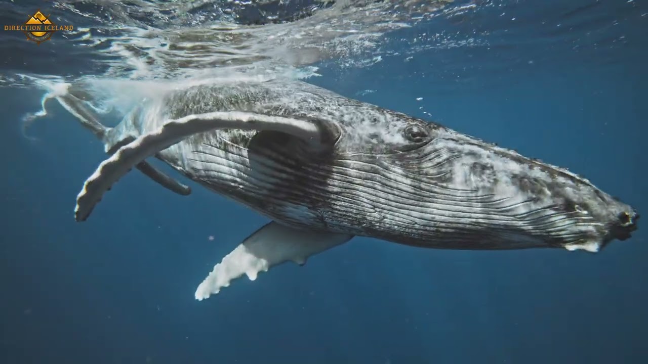 Iceland Whale Watching 2025 | A Beautiful Change in Iceland’s Waters 🐋