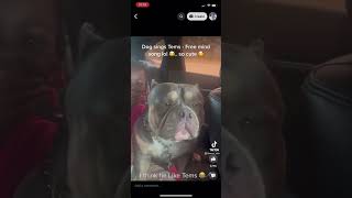 Dog sings Tems - Free mind song lol 😂.. so cute 🥰 . Share with your friend #USA #India #Africa