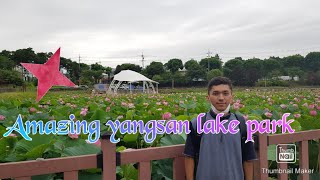 Yangsan Lake Park Walking Trip In South Korea.