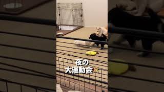 【生後41日目】モノが違う豆柴ママ #Shorts