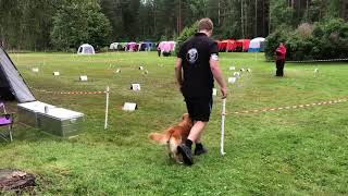 Debut Rallylydighet elite 100819 by Moxie The Toller 1,510 views 4 years ago 2 minutes, 40 seconds