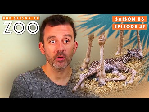 Is The Newborn Giraffe Alive S06EP45 Complete A Season At The Zoo