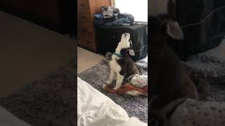 Archer’s been dramatic since Day 1. 🐺🥹 #siberianderpskies #husky #siberianhusky #huskypuppy