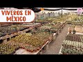 Recorriendo viveros de SUCULENTAS en México | Candy Bu