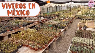 Recorriendo viveros de SUCULENTAS en México | Candy Bu