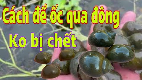 Chia sẻ kinh nghiệm nuôi ốc nhồi qua mùa đông không bị chết || để lại ốc bố mẹ sang năm làm giống