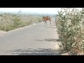 Camel on road site of thar desert  thar desert beauty  camel life