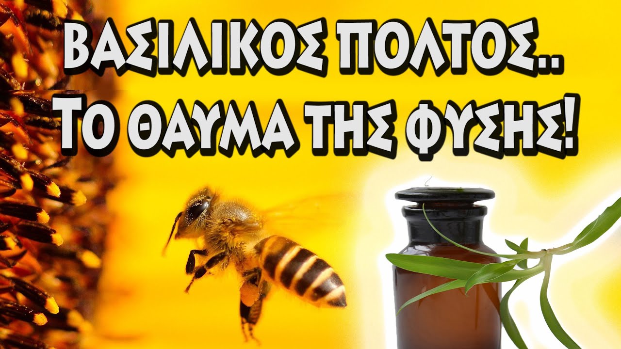 Βασιλικός πολτός. Το θαύμα της φύσης!