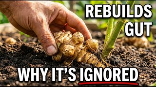 One Tuber Rebuilds Your Gut. Doctors Prescribe Pills. This Costs Nothing.