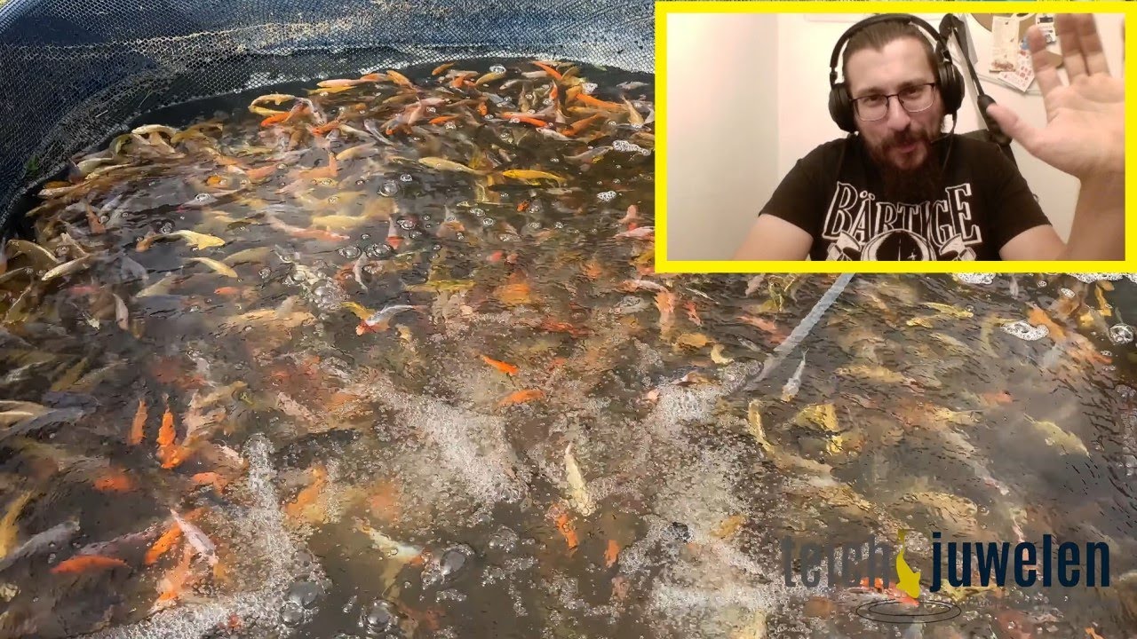 Koi abfischen und selektieren bei @teichjuwelen8761  I Stone reagiert