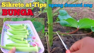 paano mag pruning ng okra upang mas marami ang ibubunga