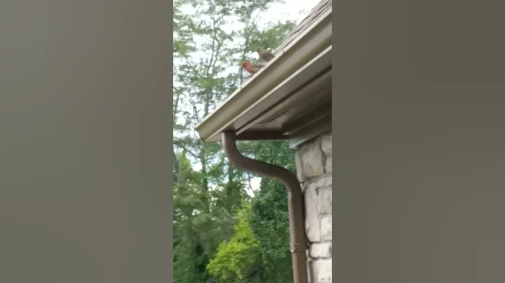 House finches