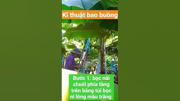 kĩ thuật bao buồng chuối. bước 1: bọc nãi chuối tầng trên bằng bọc ni lông trắng. # chuoi #chuối
