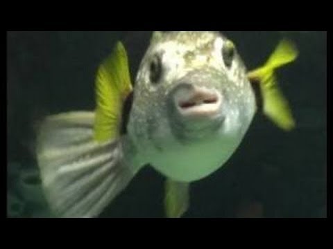 PUFFER FISH w/ Killer Teeth! - YouTube
