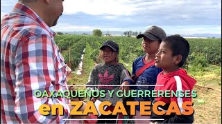 Benditos los OAXAQUEÑOS y GUERRERENSES que vienen a cosechar en Zacatecas