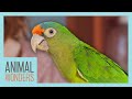 Parrot Care Basics | Compilation