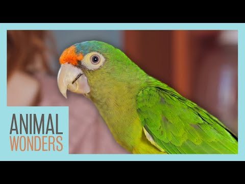 Video: How To Keep Parrots