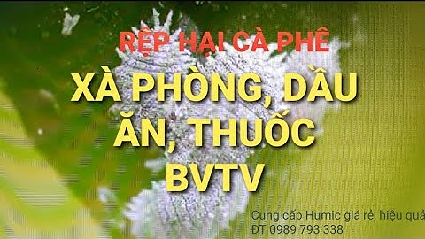 Phòng, trị Rệp trên cây cà phê. MV Nhân Trí.