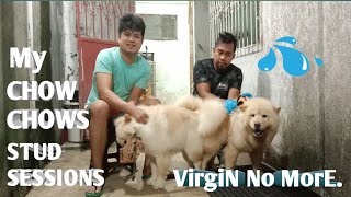 Chow Chow's Stud Sessions, Bethy & Digge, VIRGIN NO MORE.
