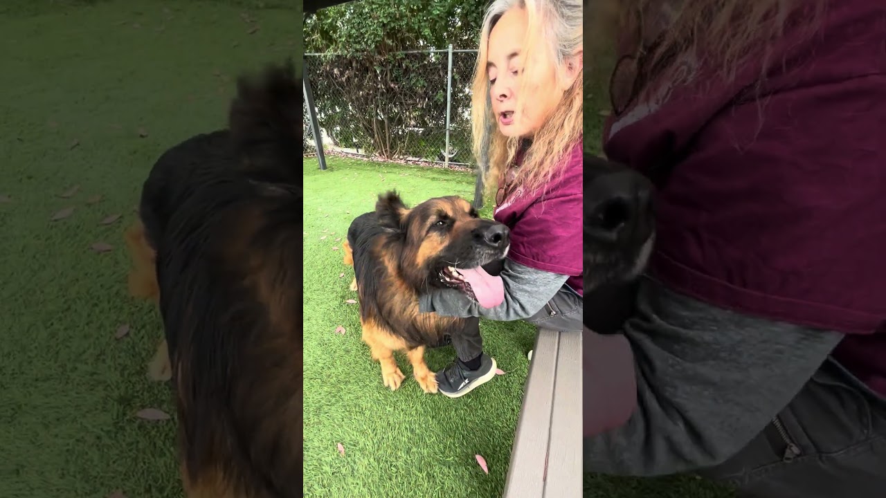 NEW A5695914 Dong Dong | Long Haired German Shepherd