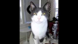 Signius- Time Warp Kitty