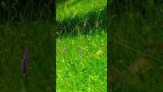 #healingnaturesounds #birdsong #healingbirdsong #calmness #relaxing #naturelovers #shorts