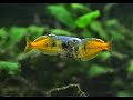 Regenbogenfische, heftiger "Zweikampf" Melanotaenia boesemani, 2 Männchen zeigen Imponiergehabe