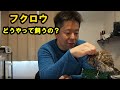 フクロウの飼い方解説 その1 How to pet a owl