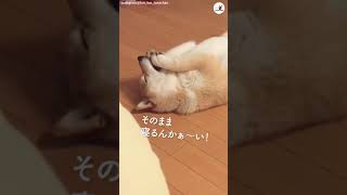 そのまま寝落ちしてしまう柴犬さん #Shorts