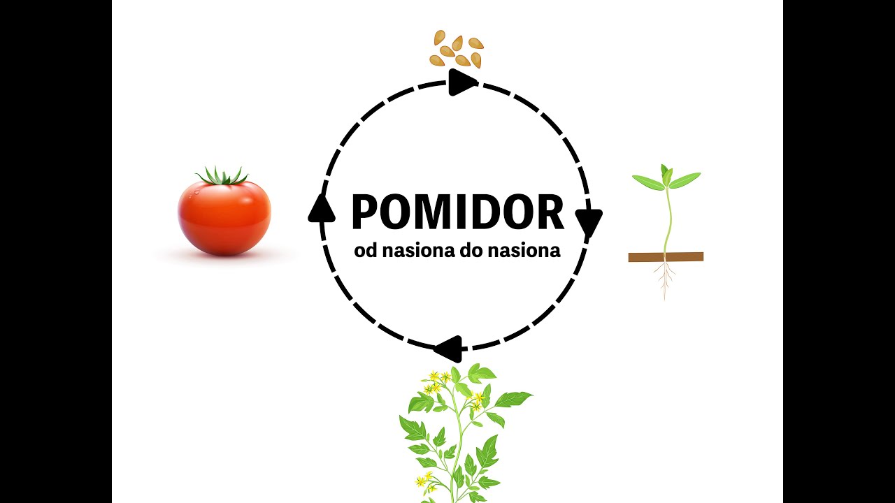 Pomidory - od nasiona do nasiona - cz. 3