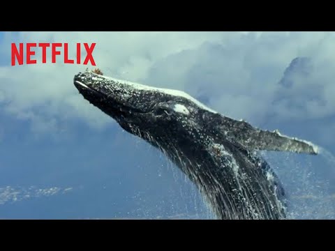 Our Planet | Officiële lange trailer [HD] | Netflix