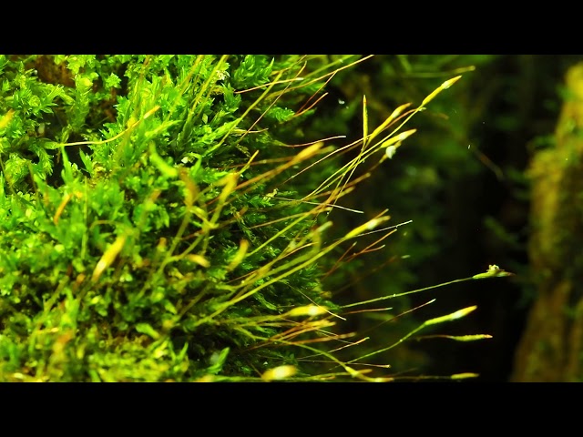 The BEST Moss For Terrariums (Top 3) 