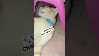 😹 Muffin's Sneaky Chair Ambush! 🐾⚡ #shortsfeed #catvideos #explore #shorts#catattack
