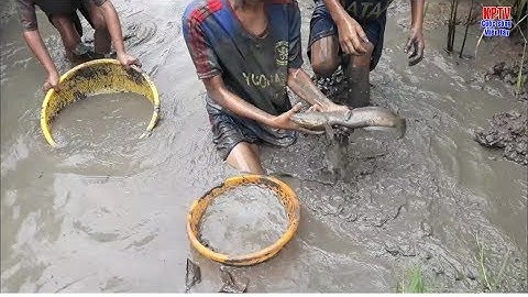 Xem lại đoạn may mắn khi gặp cá lóc khủng trên mương lúa |  catch big fish snake