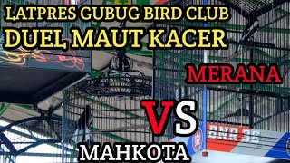 DUEL MAUT KACER MAHKOTA VS   MERANA DI LATPRES GUBUG BIRD CLUB...