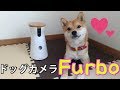 ドッグカメラFurbo(ファーボ)を実際に使ってみました